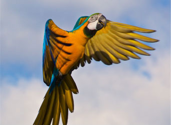 Photo of a macaw. Links to Gifts of Appreciated Securities