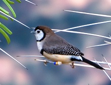 Owl finch. Photo by Gunther Schwarz
