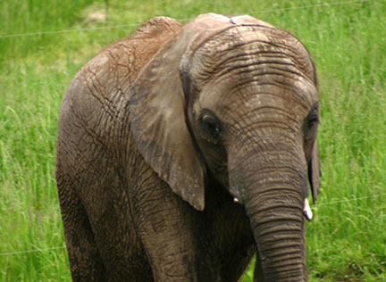 Photo of Tombi by Fred Cate. Link to Life Stage Gift Planner Ages 60-70 Situations.