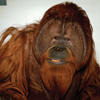 Photo of Charly, one of the orangutans, dear to Pat. Link to Pat and Gary's story.