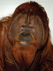 Photo of Charly, one of the orangutans, dear to Pat