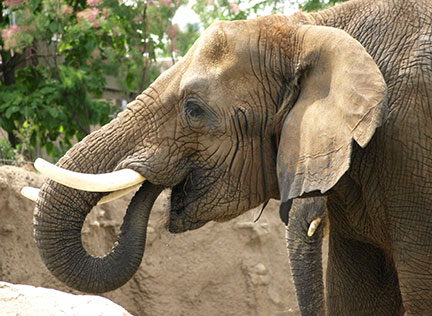 Photo of Sophi by Jennifer Griffin. Link to Life Stage Gift Planner Over Age 70 Situations.