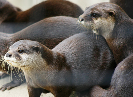 A group of otters. Links to Beneficiary Designations