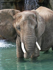 Photo of an elephant, Tombi