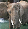 Photo of an elephant. Links to Fred and Beth Cate story