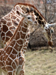 Photo of baby giraffe