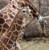 Photo of a baby giraffe. Links to the Spauldings story