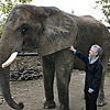 Kay Koch with an elephant. Links to her story