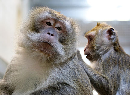 Photo of two monkeys. Links to Gifts of Life Insurance