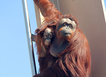 Photo of an orangutan and her baby. Links to What to Give