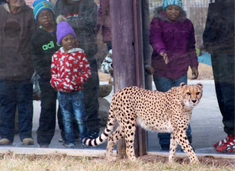 Photo of a group of children watching a cheetah. Links to Gifts of Life Insurance