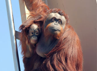 Photo of an orangutan and her baby. Links to What to Give