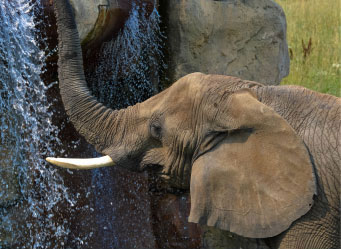 Photo of a baby elephant playing in water. Links to Gifts from Retirement Plans