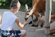 Boy feeding kangaroo. Photo Credit: Cody Mattox