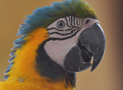 Photo of a macaw. Links to Gifts That Pay You Income