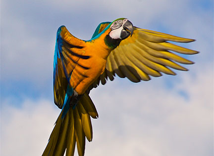 Photo of a macaw. Links to Gifts of Appreciated Securities