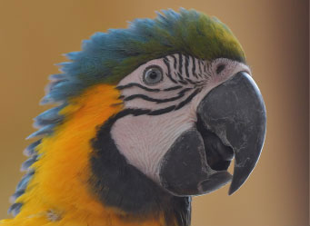 Photo of a macaw. Links to Gifts That Pay You Income