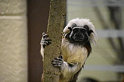 Tamarin. Photo Credit: Cody Mattox