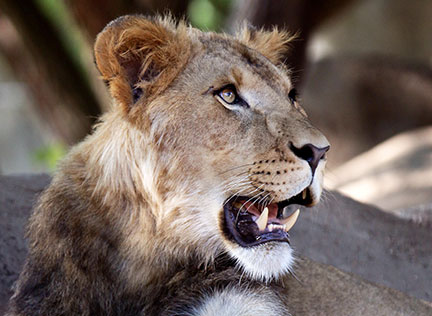 Photo of a lioness. Links to Gifts of Cash, Checks, and Credit Cards