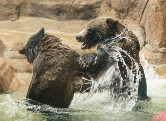 Photo of two bears playing. Links to Gifts by Will