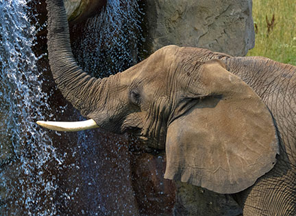 Photo of a baby elephant playing in water. Links to Gifts from Retirement Plans