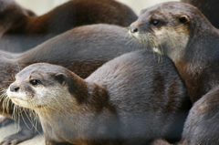 Forests-Asian_small-clawed_otters_sml.jpg