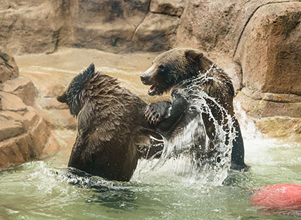 Photo of two bears playing. Links to Gifts by Will