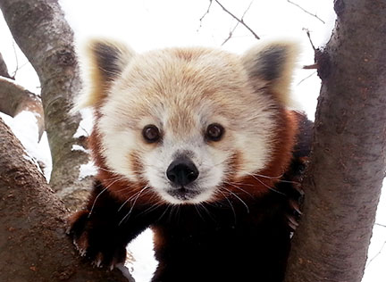 Photo of a red panda in a tree. Links to Tangible Personal Property