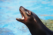 Sea lion. Photo Credit: Emily Wilson