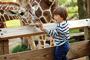 Feeding giraffes. Photo Credit: Hannah Hilliard