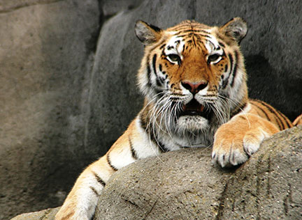 Photo of a tiger. Links to Gifts by Estate Note