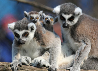 Photo of a family of lemurs. Links to Gifts That Protect Your Assets