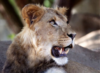 Photo of a lioness. Links to Gifts of Cash, Checks, and Credit Cards