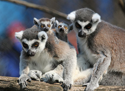 Photo of a family of lemurs. Links to Gifts That Protect Your Assets