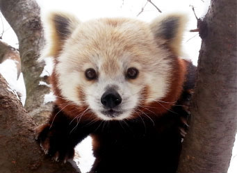 Photo of a red panda in a tree. Links to Tangible Personal Property